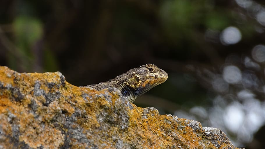 lizard, amphibious, texture, animal, nature, yellow, green HD wallpaper