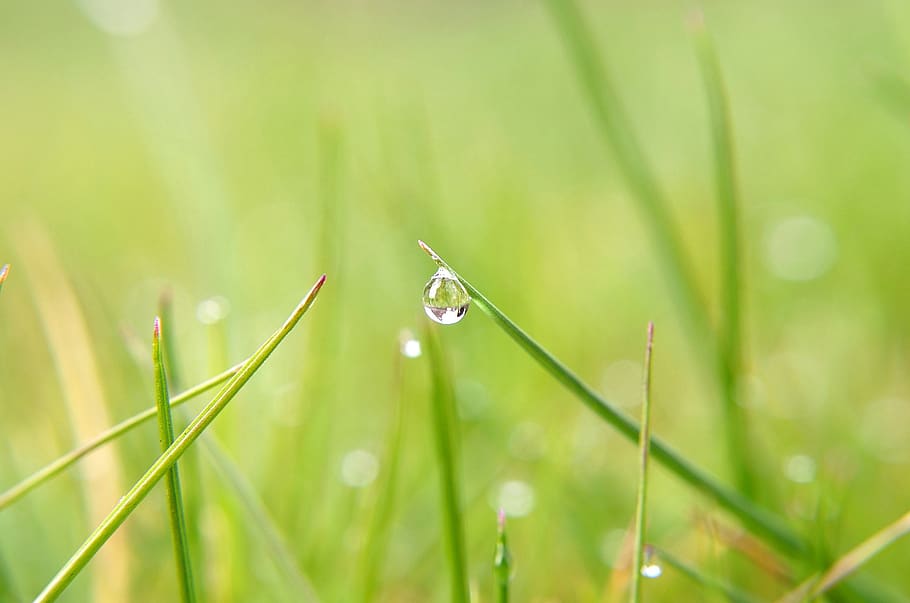 nature, straw, macro, drop, rain, water, spring, green, season HD wallpaper
