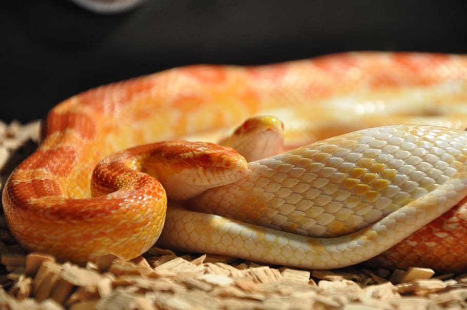 snakes, corn snakes, reptile, scale, terrarium, creature, orange HD wallpaper