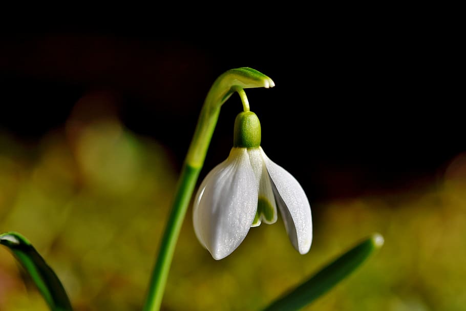 snowdrop, snow bell, spring bells, flower, blossom, bloom, signs of spring HD wallpaper