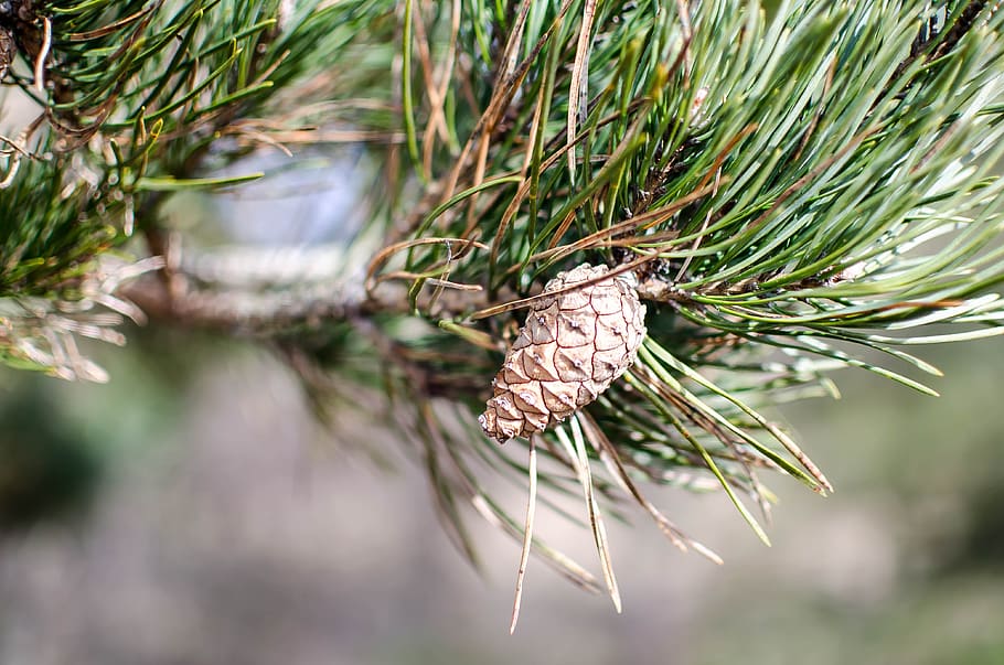 pinus sylvestris, tree, pine, spring, cone, botanical, nature HD wallpaper