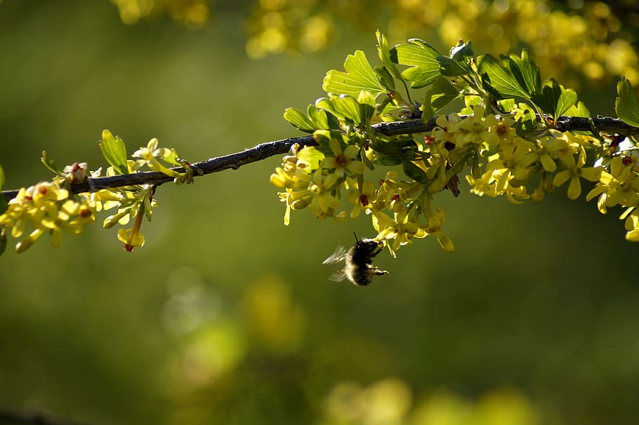 spring, branch, yellow, flowers, plant, season, leaves, colorful HD wallpaper