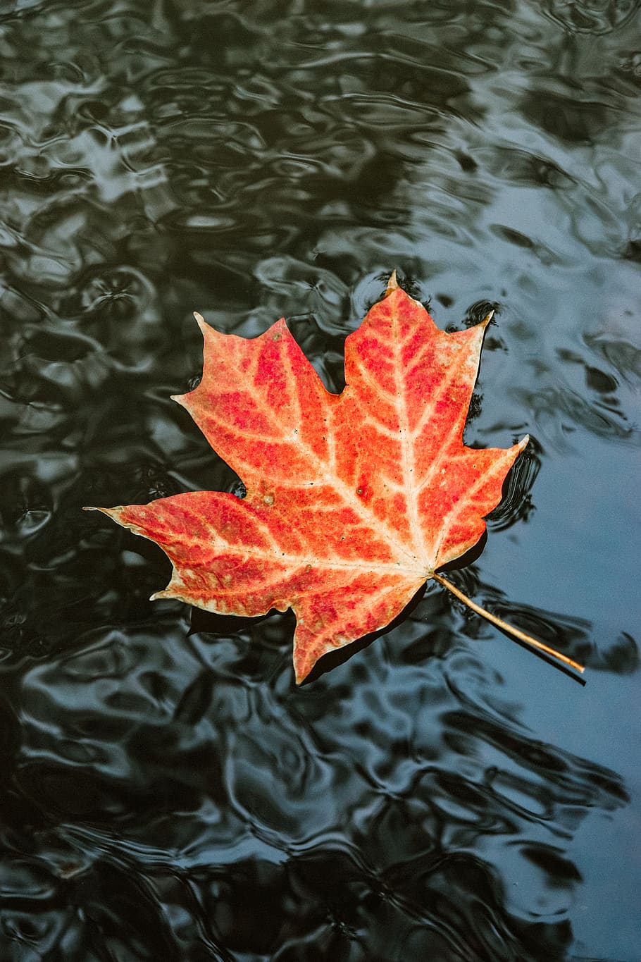 Red Maple Leaf on Water, bright, close-up, colors, environment HD wallpaper