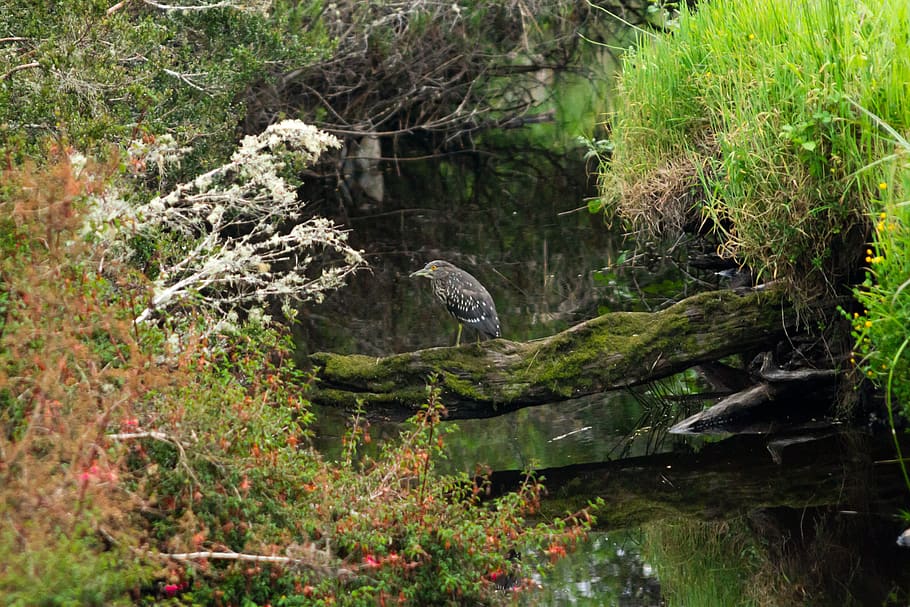 chile, trees, river, bird, forest, huairavo, chiloe, magic forest HD wallpaper