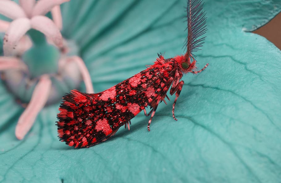 nature, insects, bug, macro, garden, butterfly, red, plant part HD wallpaper