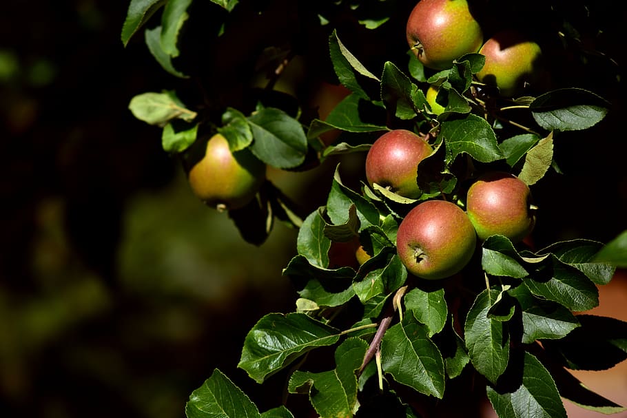apple tree, branch, leaves, nature, healthy, vegetation, fruit HD wallpaper