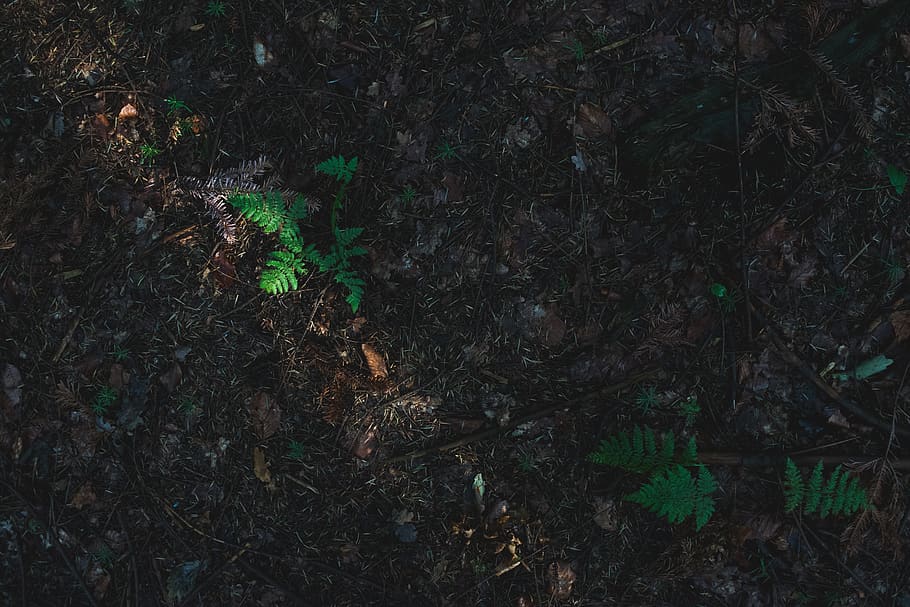 ferns, forest, green, sun, sunlight, land, nature, growth, plant HD wallpaper