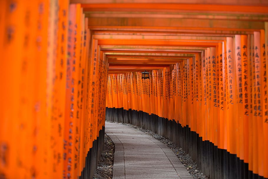 concrete pathway between orange wooden fences, tunnel, bench HD wallpaper