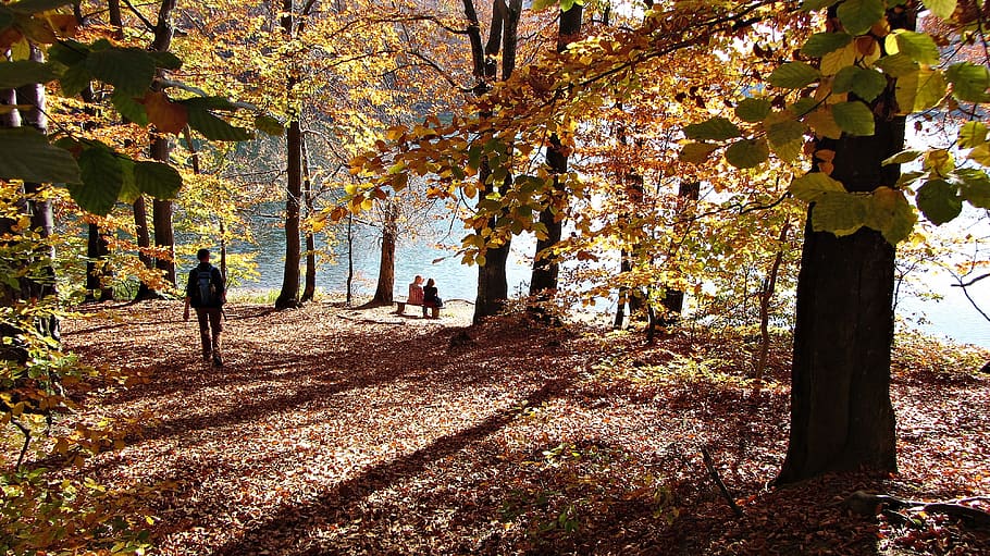 forest, park, landscape, nature, panorama, the stage, mountain HD wallpaper