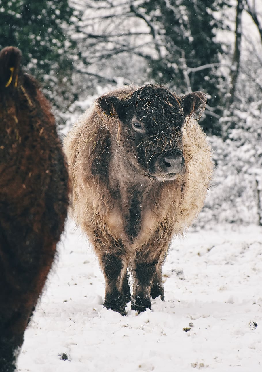 cattle on snowfield, animal, mammal, animal themes, cold temperature HD wallpaper