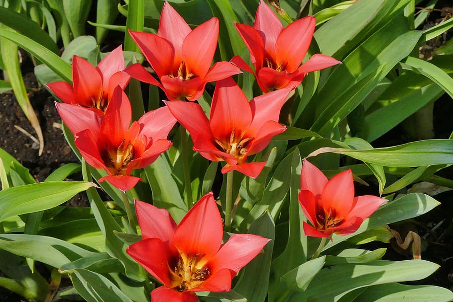 spring, flowers, red, nature, beauty, macro, flowering plant HD wallpaper
