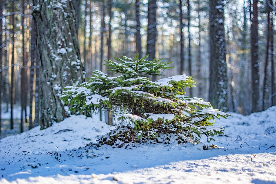 tree, forest, winter, trees, snow, plant, cold temperature HD wallpaper