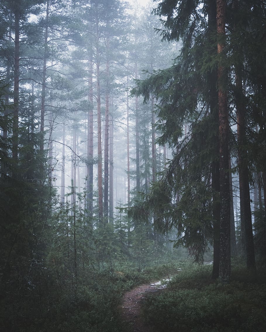 dirt road between pine trees, plant, vegetation, nature, woodland HD wallpaper