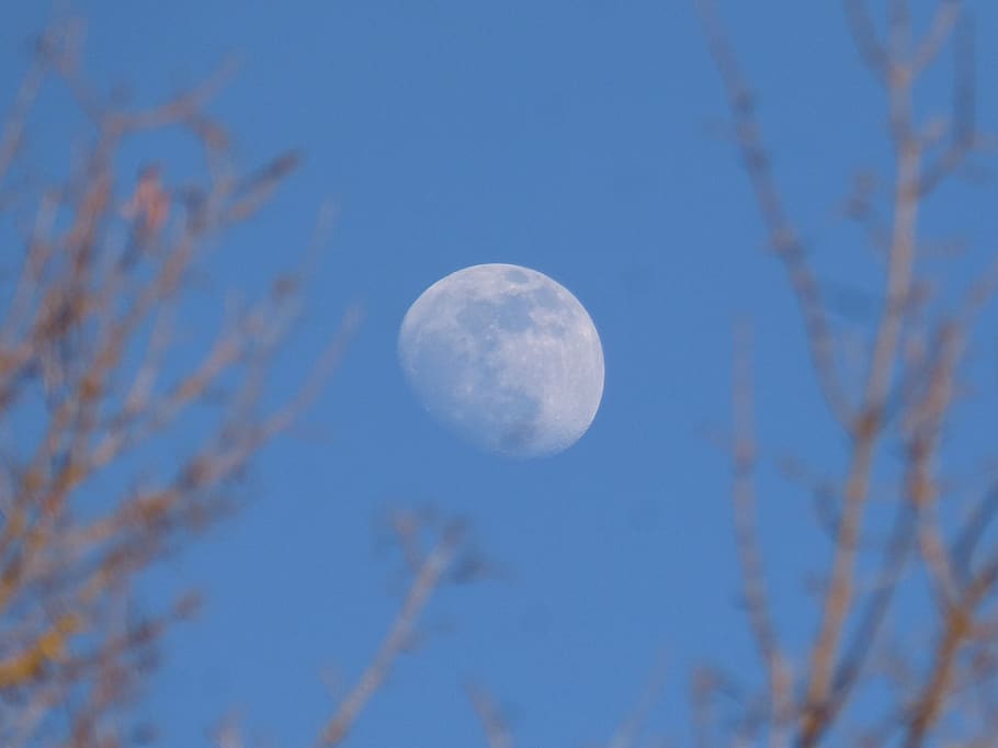 moon, branches, night, dusk, mystery, sky, beauty in nature HD wallpaper