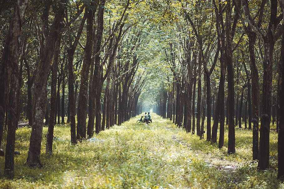 Photo of Two Person Riding Motorcycle in the Middle of  Forest HD wallpaper