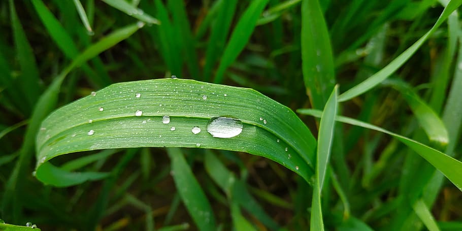 grass, dew, green grass, nature, plant, water, meadow, dewdrop HD wallpaper