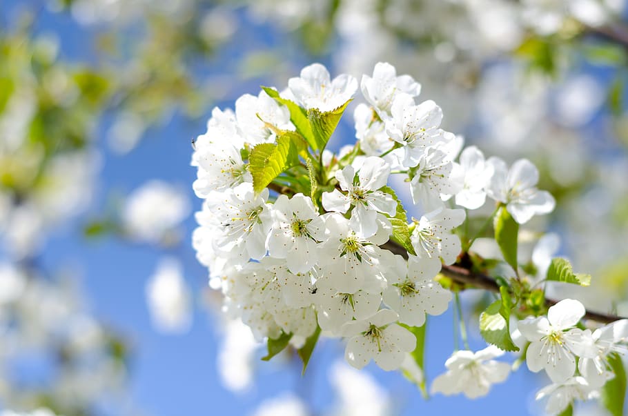 nature, green, blue, flowe, tree, leafes, summer, spring, bokeh HD wallpaper