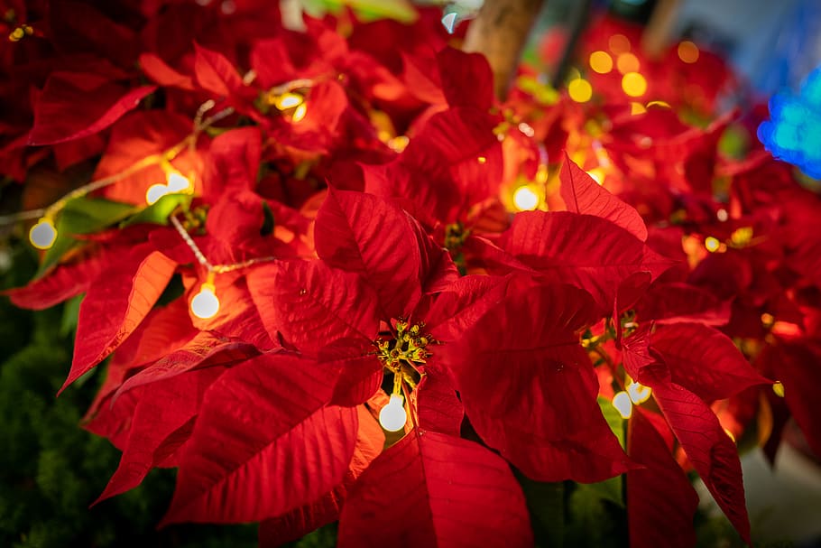 Poinsettia Pictures  Download Free Images on Unsplash