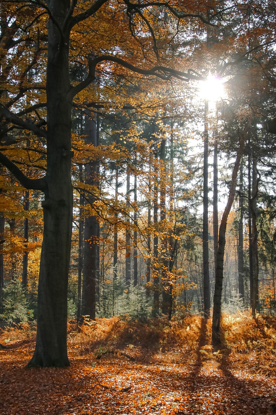 netherlands, sun, leaves, sunlight, orange, shadow, fall, autumn HD wallpaper