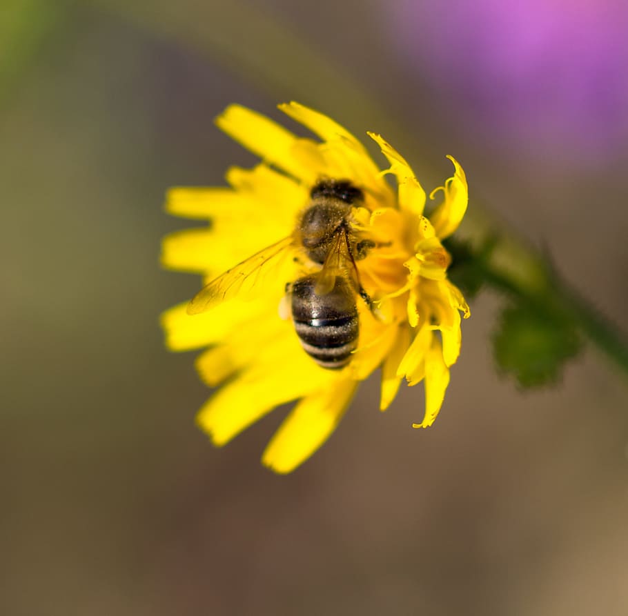 Closeup of flower with bee., petal, green, insect, flowering plant HD wallpaper