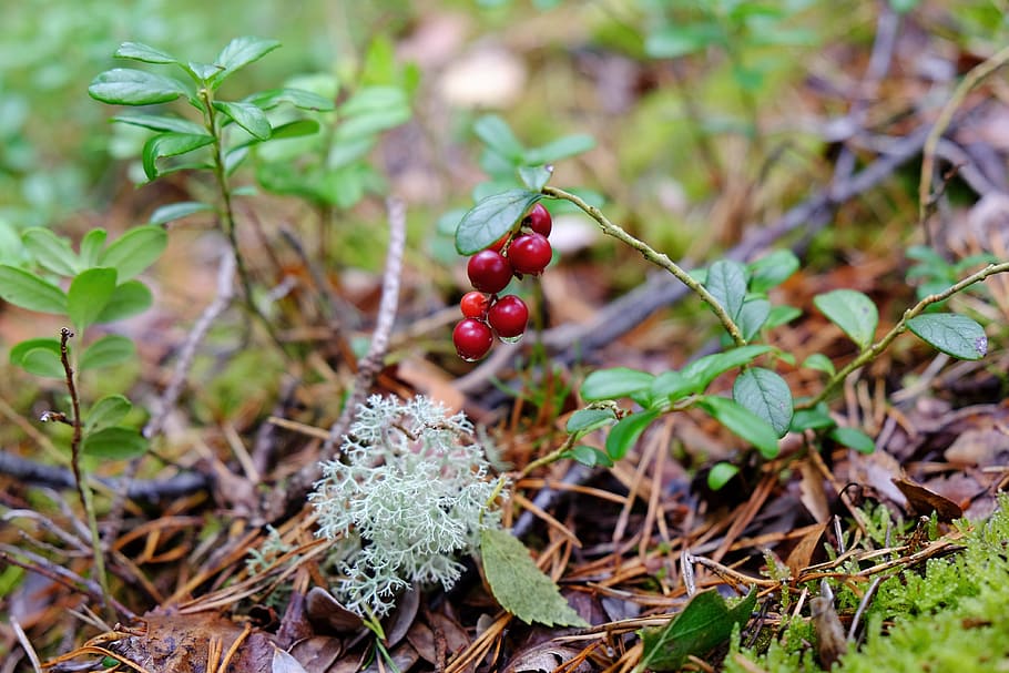 Forest berries, berry, green, nature, outdoor, red, food, food and drink HD wallpaper