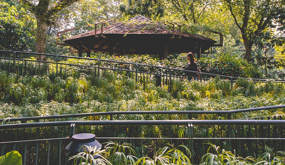 singapore, singapore botanic gardens, jungle, west lake, banyan tree, HD wallpaper
