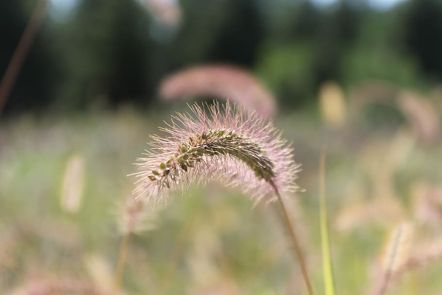 plant, growth, beauty in nature, flower, close-up, focus on foreground HD wallpaper