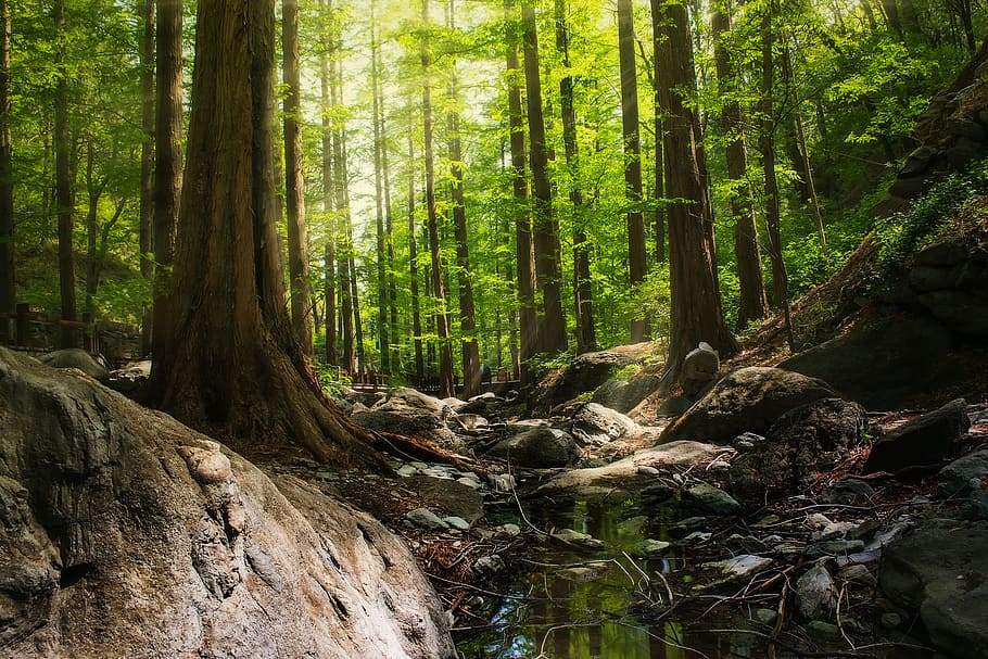 Photography of Forest During Daytime, environment, idyllic, landscape HD wallpaper