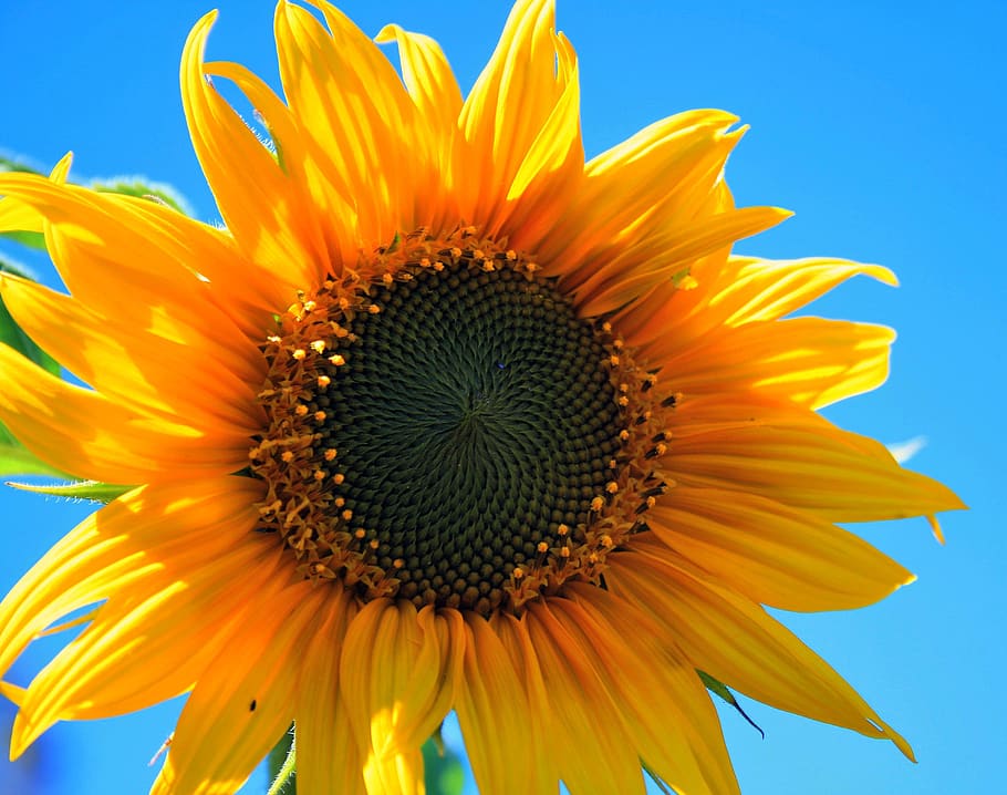 Yellow Multi Petaled Flower Closeup Photography Under Blue Sky during Daytime HD wallpaper