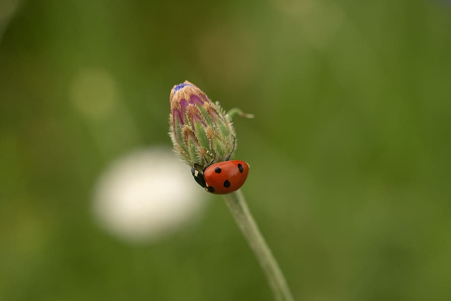 bud, flower, lady bug, bloom, nature, plant, blossom, pink HD wallpaper