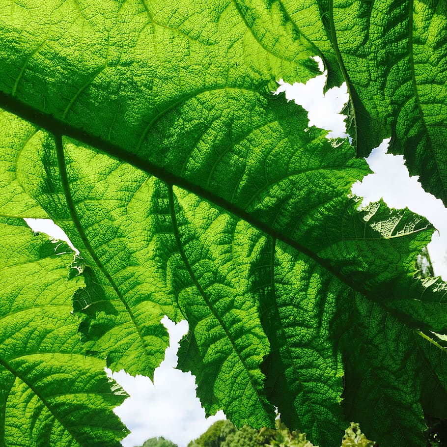 close up photography of green leaf, plant, foliage, vein, light HD wallpaper
