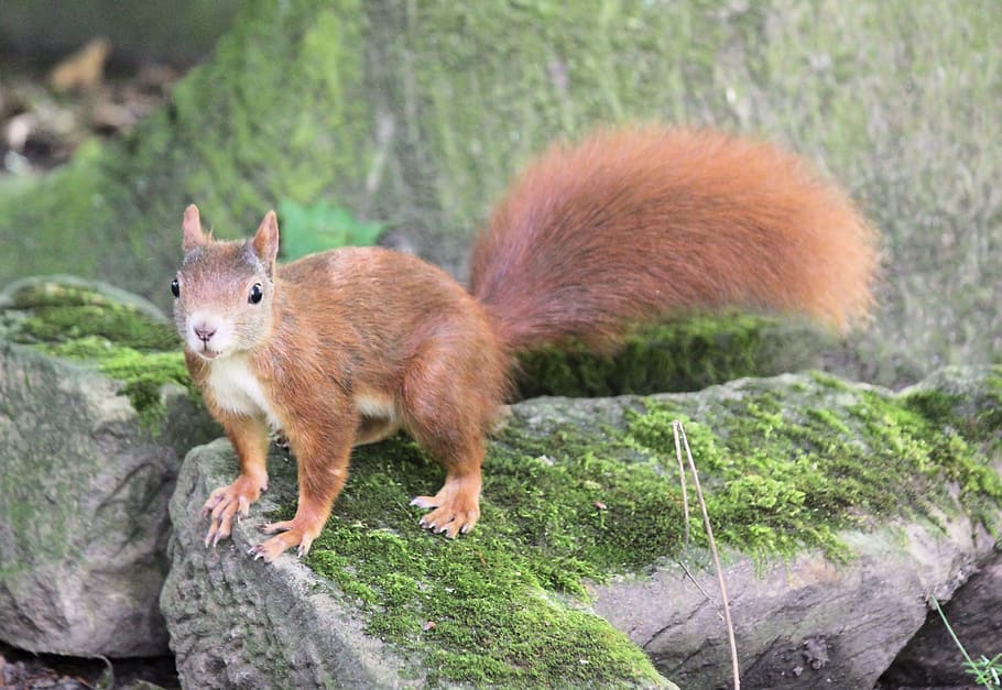 the squirrel, rusty, rodent, animal, mammal, wild, curious HD wallpaper
