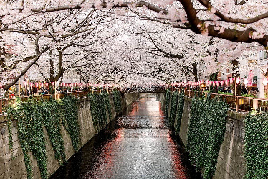 Cherry blossom in the rain 1080P, 2K, 4K, 5K HD wallpapers free