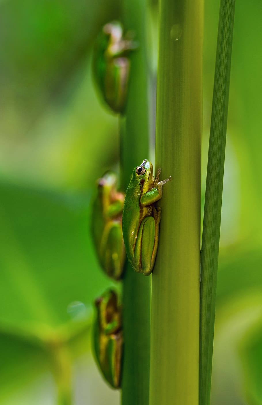 four green frogs, insect, animal, invertebrate, amphibian, wildlife HD wallpaper