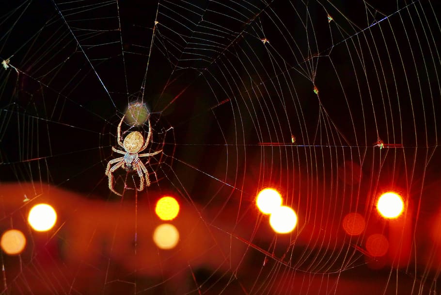 kołosz slit, arachnids, insect, cobweb, night, animals, nature HD wallpaper