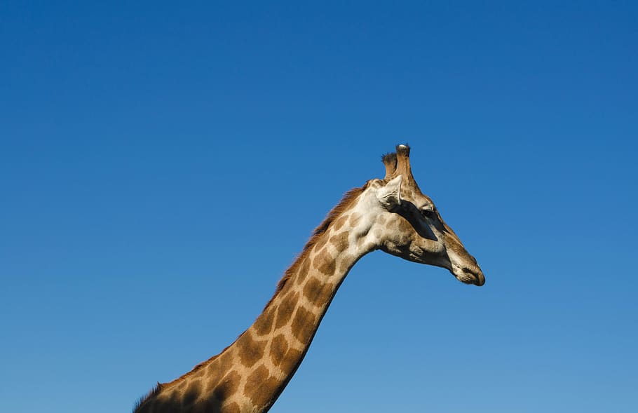 boom, giraffe, zoo, animal, animal themes, one animal, animal body part HD wallpaper