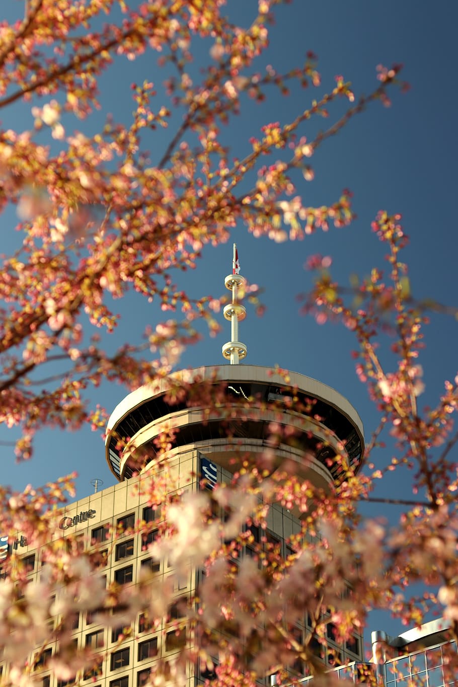 building, plant, cherry blossom, flower, architecture, urban HD wallpaper