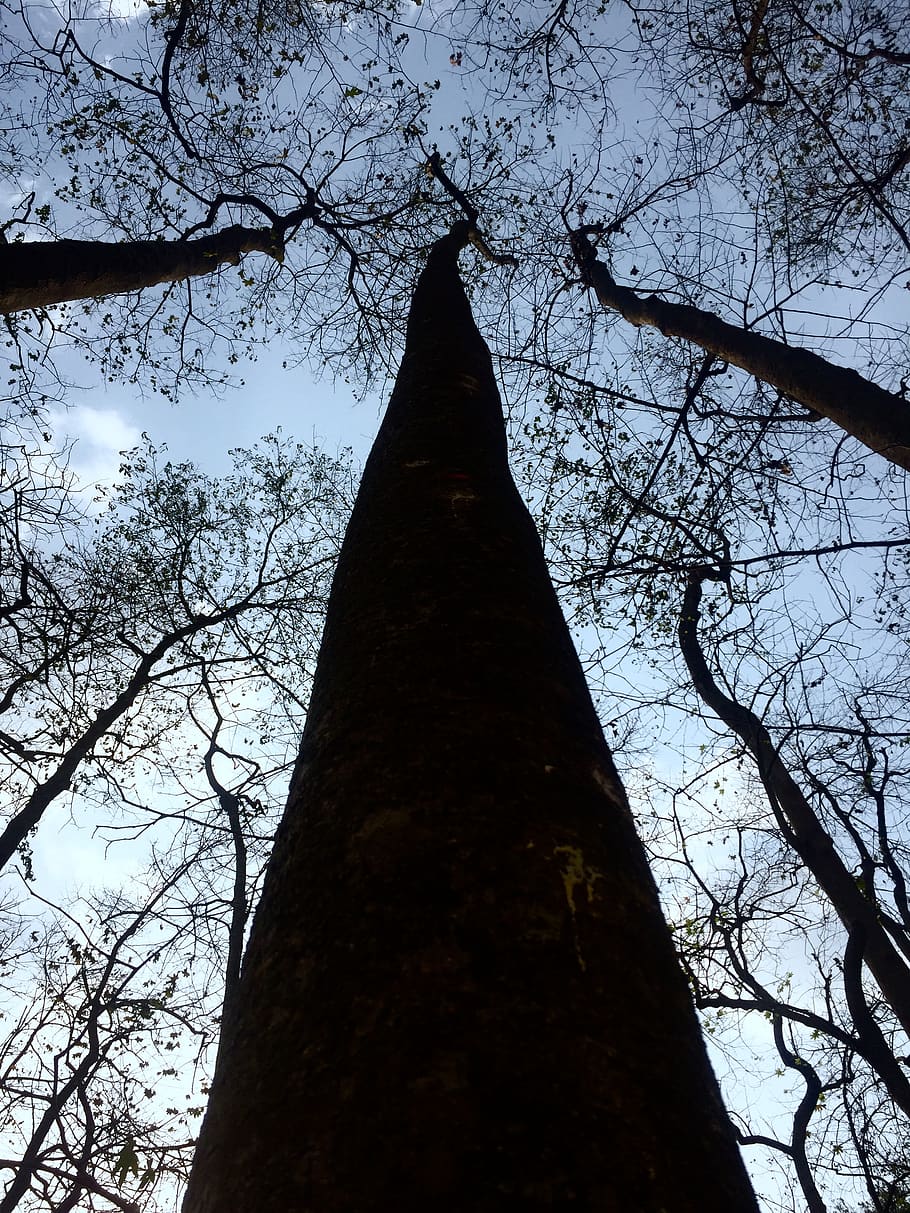 plant, tree, tree trunk, nigeria, ibadan, parliament rd, bird HD wallpaper