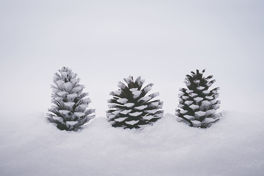 Three Pine Cones On Snow, cold, frost, ice, macro, season, winter HD wallpaper