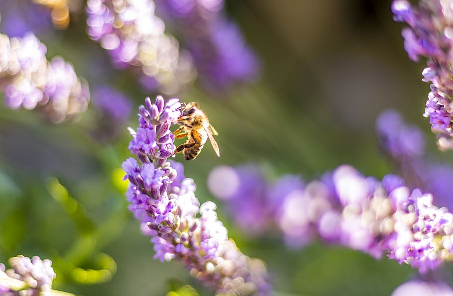 bee, forage, flower, lavender, pollen, flowering plant, invertebrate HD wallpaper