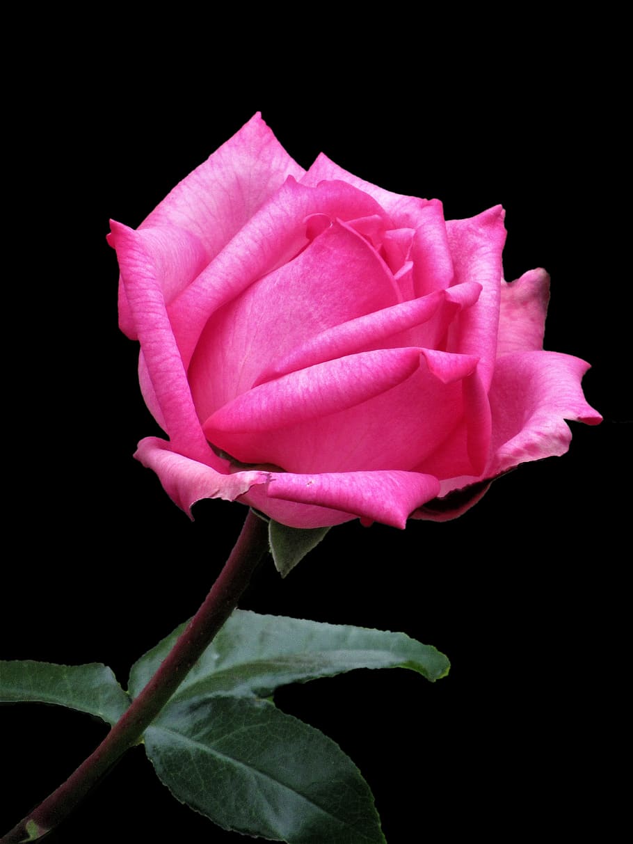 canada, hampstead, flower, flowering plant, petal, vulnerability HD wallpaper