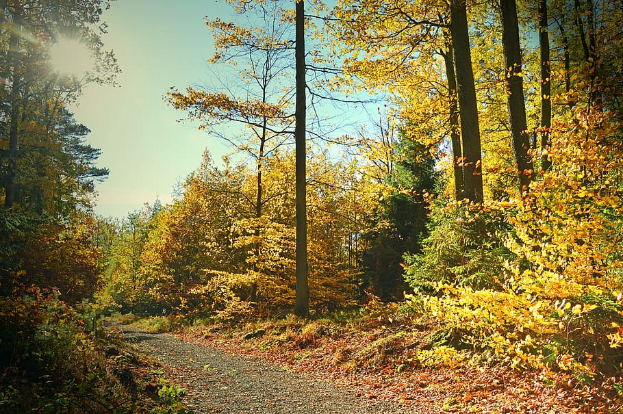 landscape, nature, autumn, forest, forest path, fall color, HD wallpaper