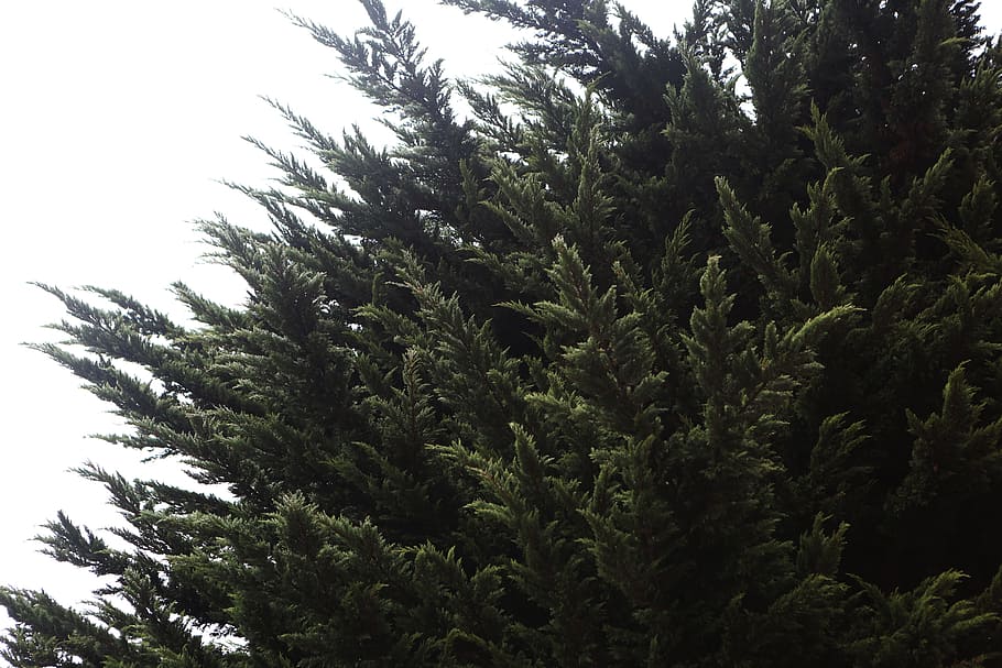 fir, tree, plants, leaves, nature, green, growth, green color HD wallpaper