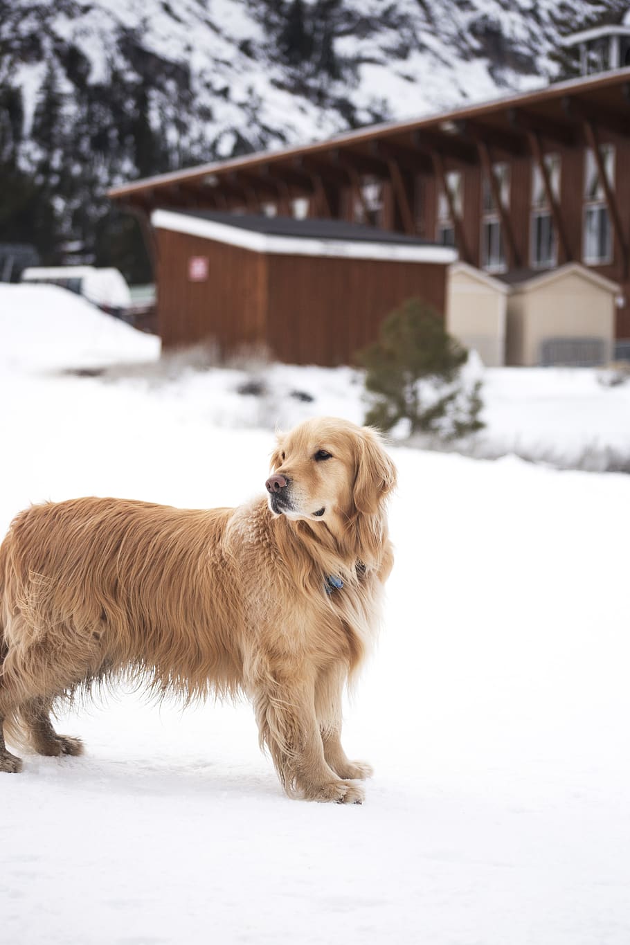 Adult Light Golden Retriever Stands on Snowfield Near Brown Wooden House at Daytime HD wallpaper