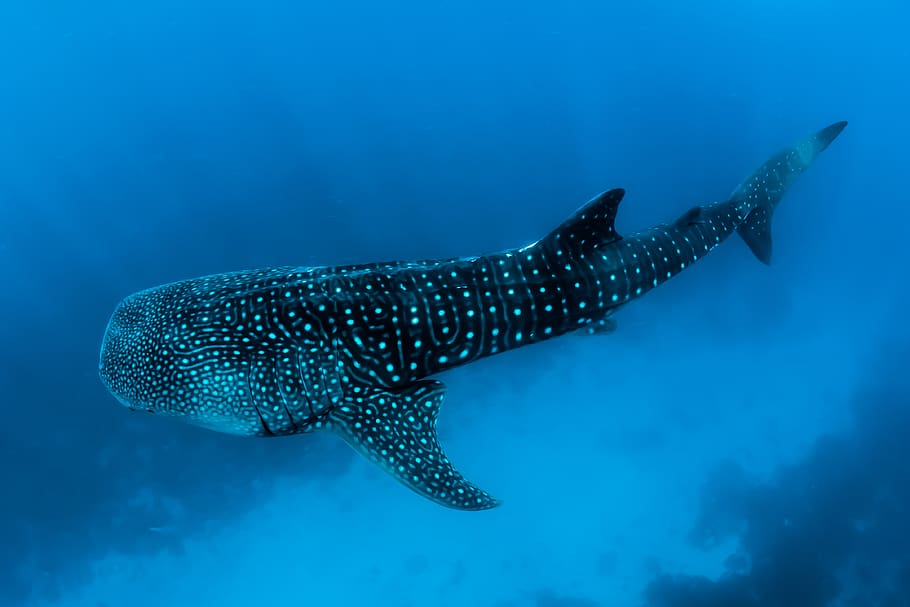 underwater photography of black fish, shark, maldives, whaleshark, HD wallpaper