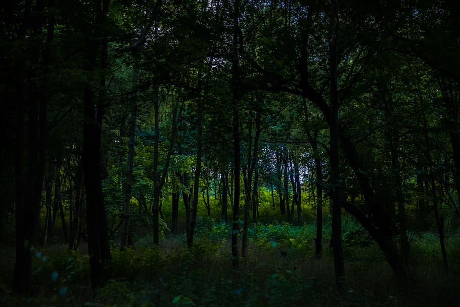tree, plant, vegetation, land, nature, outdoors, forest, woodland HD wallpaper