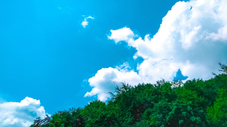 blue sky, color, forest, cloud - sky, tree, plant, nature, day HD wallpaper