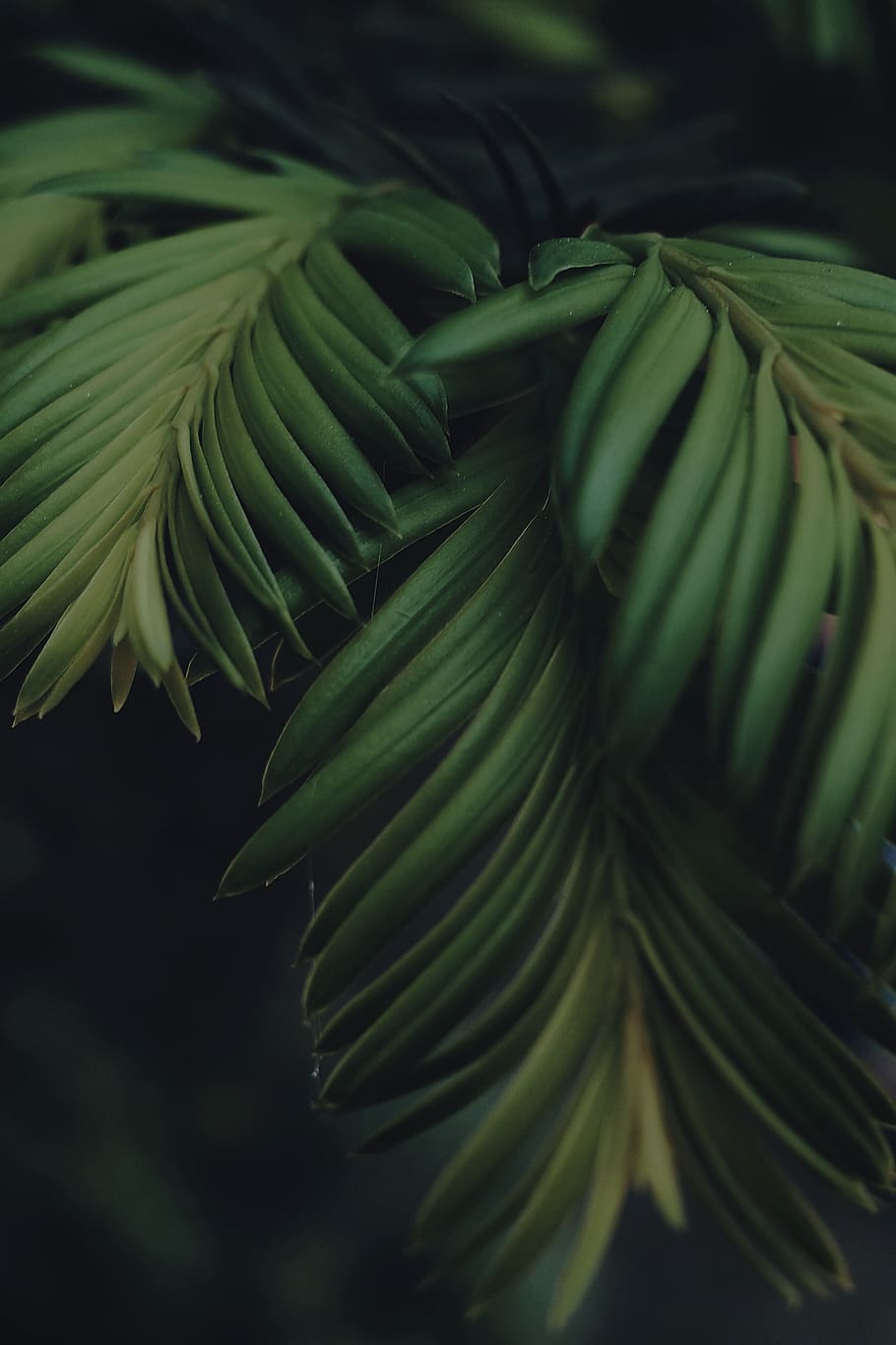 tree, plant, conifer, leaf, vegetation, yew, nature, bush, blossom HD wallpaper