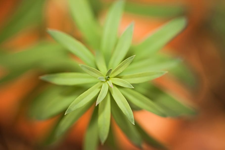 backdrop, background, close-up, closeup, environment, flora HD wallpaper