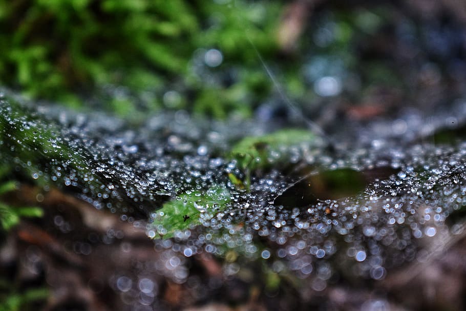 drops, rain, rainy, days, forest, calm, spiderweb, nature, water
